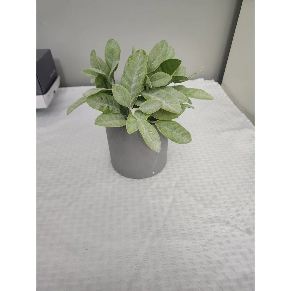Small Artificial Lambs Ear Faux Plant in Gray Stone Finish Pot Home Decor Accent